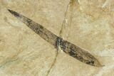 Fossil Leaf - Green River Formation, Utah #106130-1